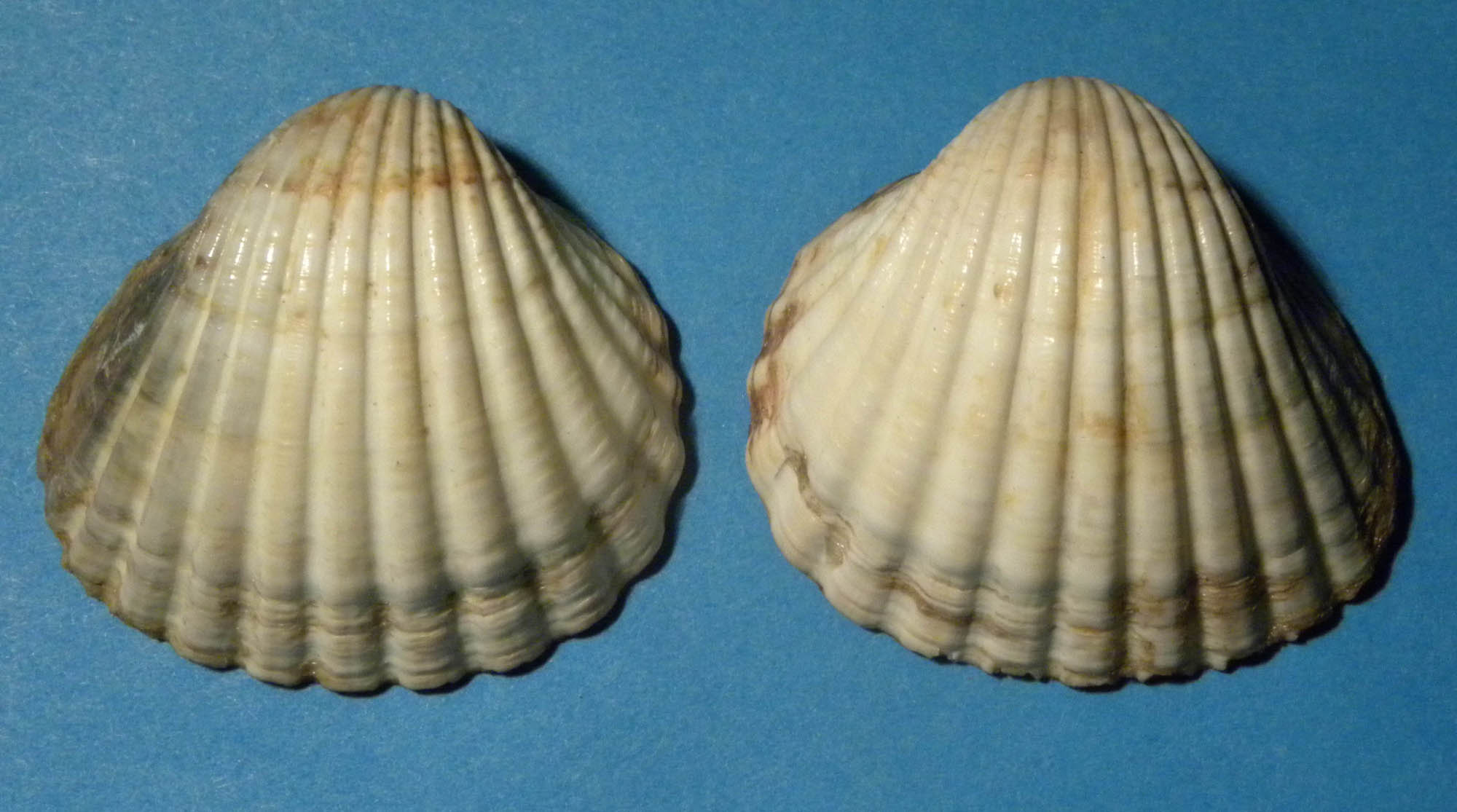 Cerastoderma edule  (L., 1758) - Pliocene - Toscana